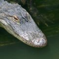 The Ultimate Guide to Using Screaming Frog for In-Depth Site Audits in the UK