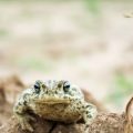 Harnessing Screaming Frog for Local SEO in the UK: Best Practices and Use Cases