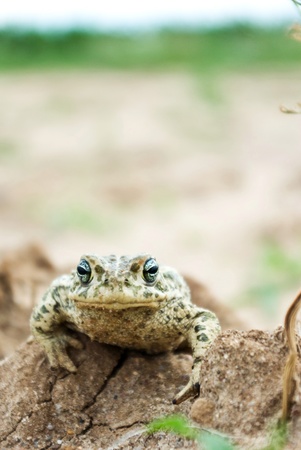 Harnessing Screaming Frog for Local SEO in the UK: Best Practices and Use Cases